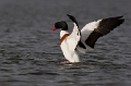 Bergeend _Maart 2012_05